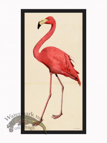 Rudbeck CFA_BF 50 Pink Flamingo